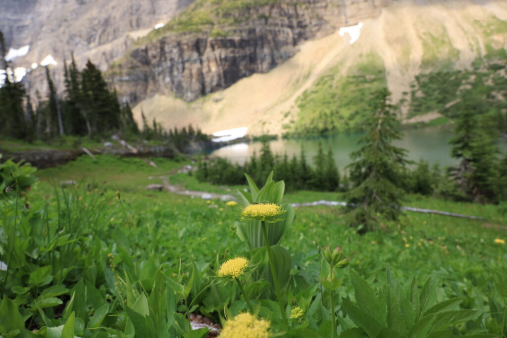 wildflowers in Glacier national park