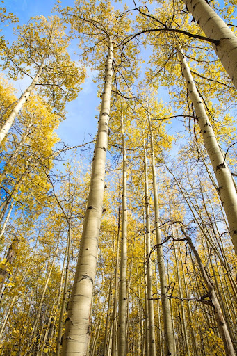 yellow aspens