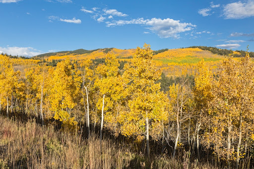 fall colors in Colorado